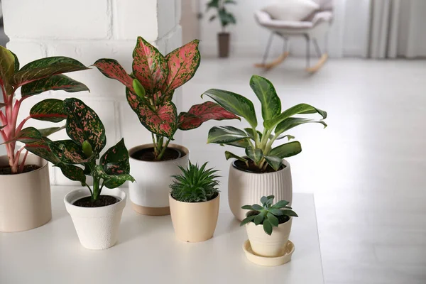Sammlung Exotischer Zimmerpflanzen Mit Schönen Blättern Haus — Stockfoto