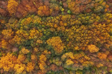 Sonbaharda ormanın güzel hava manzarası