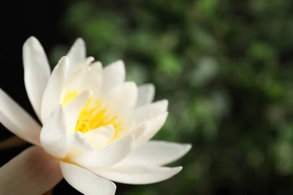 Красивый Белый Цветок Лотоса Размытом Зеленом Фоне Крупным Планом Пространство — стоковое фото