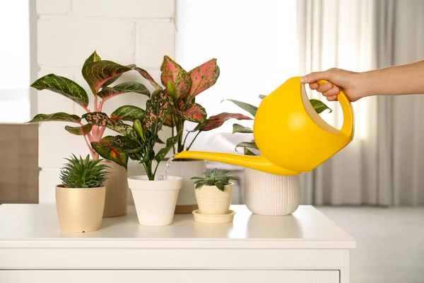 Woman Watering Beautiful Exotic Houseplants Indoors Closeup — Stock Photo, Image