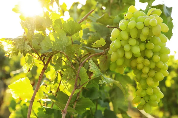 Deliciosas Uvas Maduras Vinha Temporada Colheita — Fotografia de Stock