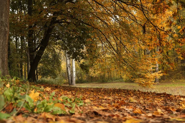 Bela Vista Floresta Dia Outono — Fotografia de Stock