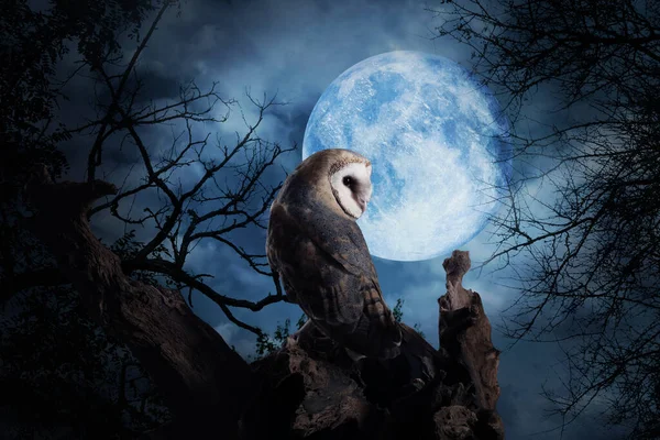 Сова Дереві Під Повним Місяцем Вночі — стокове фото