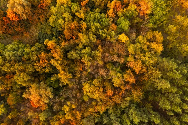 Bela Vista Aérea Floresta Outono — Fotografia de Stock