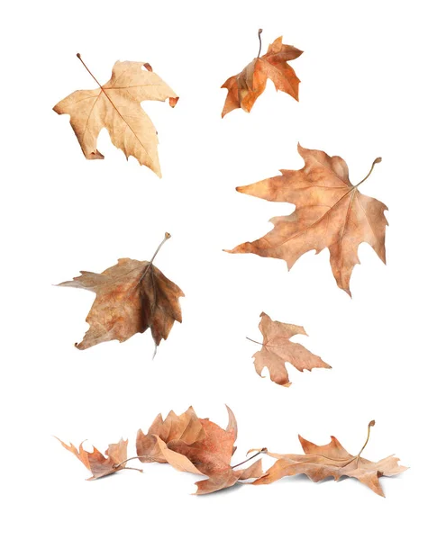 Beautiful Autumn Leaves Falling White Background — Stock Photo, Image