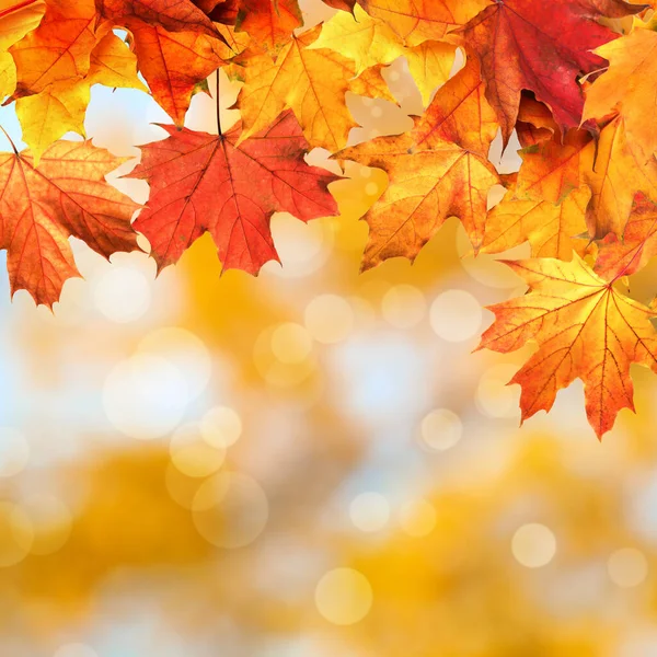 Krásné Barevné Podzimní Listí Rozmazaném Pozadí — Stock fotografie