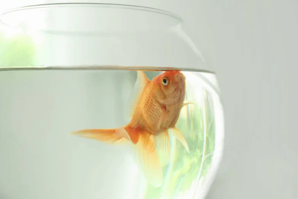 Beautiful Bright Small Goldfish Glass Aquarium Closeup Stock Picture