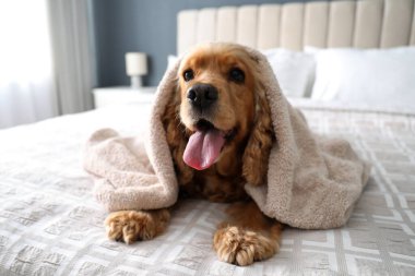 Şirin İngiliz Cocker Spaniel. Yatakta havluyla kaplı. Evcil hayvan dostu otel