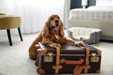 Şirin İngiliz Cocker Spaniel ve bavul içeride. Evcil hayvan dostu otel