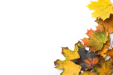 Beyaz arka planda kuru akçaağaç yaprakları, üst manzara. Sonbahar mevsimi