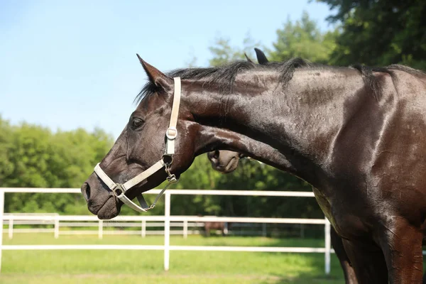 晴れた日にパドックで暗い湾の馬 美しいペット — ストック写真