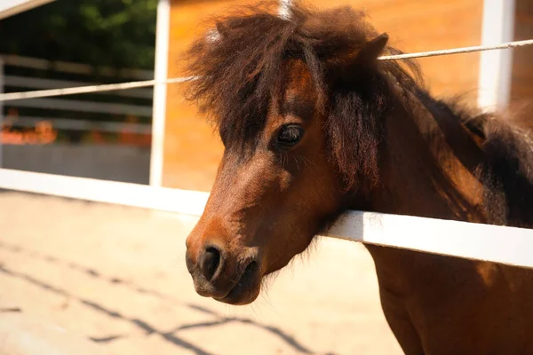 晴れた日にパドックでかわいいポニー ペット馬 — ストック写真