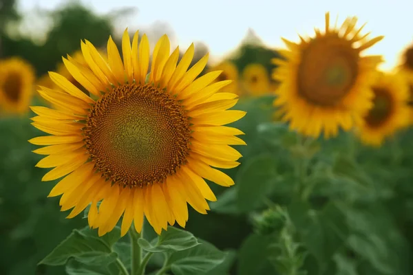 Beau Tournesol Poussant Dans Champ Gros Plan Espace Pour Texte — Photo