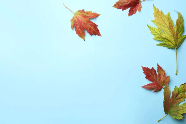 Bunte Herbstblätter Auf Hellblauem Hintergrund Flach Gelegt Raum Für Text — Stockfoto