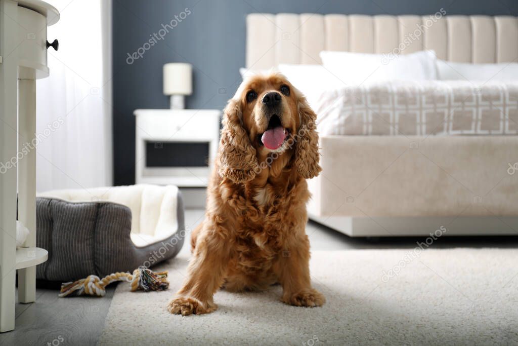 Cute English Cocker Spaniel indoors. Pet friendly hotel