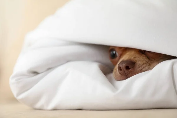 Niedlicher Chihuahua Hund Hause Decke Gewickelt Nahaufnahme — Stockfoto