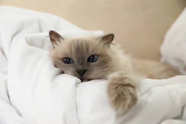 Αξιολάτρευτη Γάτα Κάτω Από Κουβέρτα Στο Σπίτι — Φωτογραφία Αρχείου