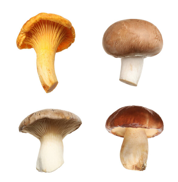 Set of different fresh mushrooms on white background