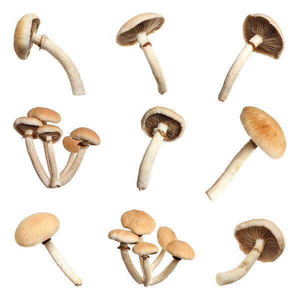 Set of fresh pioppini mushrooms on white background