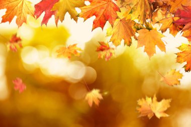 Bulanık arkaplanda güzel renkli sonbahar yaprakları