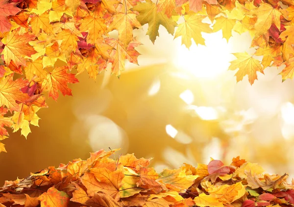 Beautiful Colorful Autumn Leaves Blurred Background — Stock Photo, Image