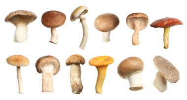Set of different fresh mushrooms on white background. Banner design  clipart