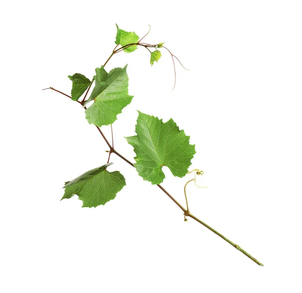 Verse Druiven Met Bladeren Geïsoleerd Wit — Stockfoto