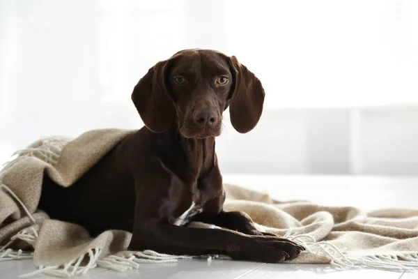 Ekoseli Kumaşın Altında Sevimli Bir Köpek — Stok fotoğraf