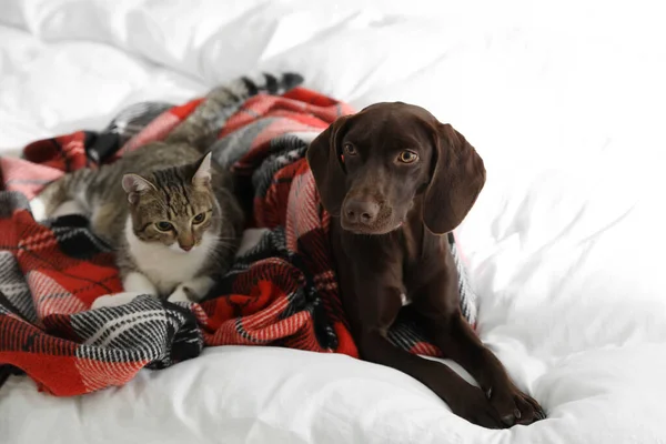 Şirin Kedi Köpek Birlikte Ekoseli Evde — Stok fotoğraf