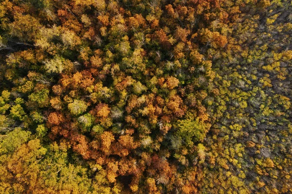 Krásný Letecký Pohled Les Podzim — Stock fotografie