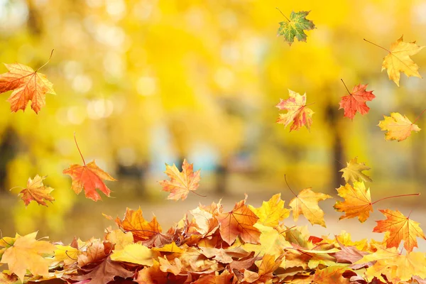 Herbstzeit Schöne Blätter Fallen Park — Stockfoto