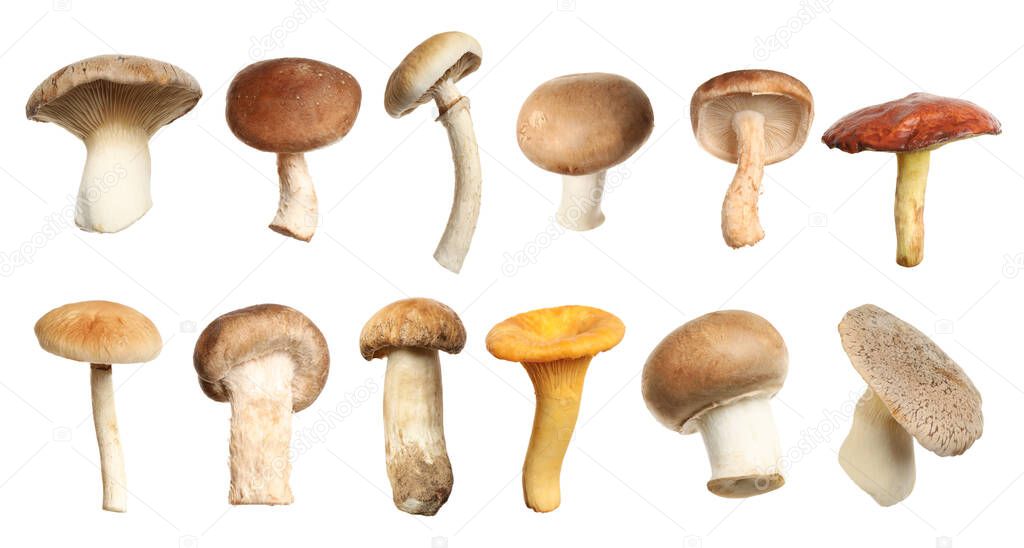 Set of different fresh mushrooms on white background. Banner design 