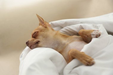 Şirin Chihuahua köpeği evde battaniyenin altında uyuyor.