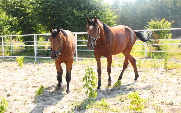 Güneşli bir günde çayırdaki körfez atları. Güzel hayvanlar.