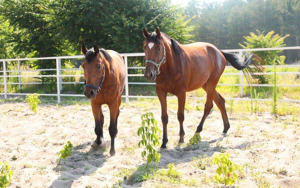 Бэй Хорс в загоне в солнечный день. Красивые животные
