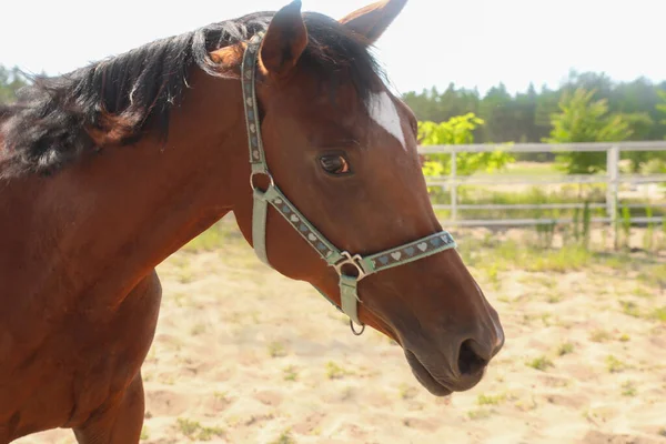 Bay Horse Auf Der Koppel Sonnigen Tagen Schönes Haustier — Stockfoto