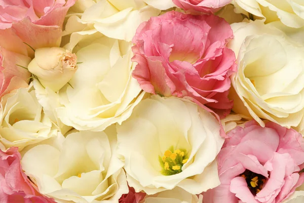 Красиві Квітучі Квіти Еустоми Фон Крупним Планом — стокове фото