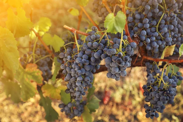 Deliciosas Uvas Maduras Viñedo Temporada Cosecha — Foto de Stock