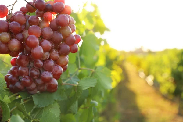 Deliciosas Uvas Maduras Viñedo Temporada Cosecha — Foto de Stock