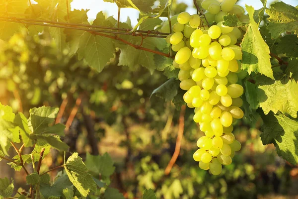 Deliciosas Uvas Maduras Vinha Temporada Colheita — Fotografia de Stock