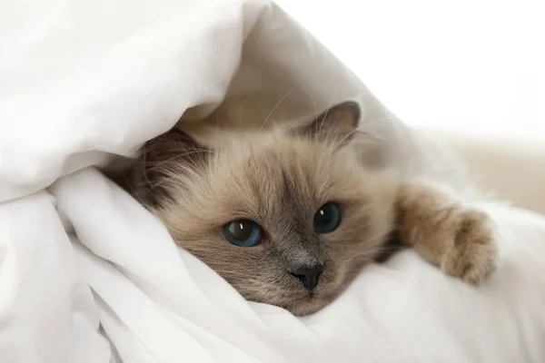 Adorabil Birman Pisica Sub Pătură Domiciliu Closeup — Fotografie, imagine de stoc