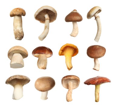 Set of different fresh mushrooms on white background clipart