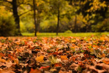 Dry leaves on ground in forest on autumn day clipart