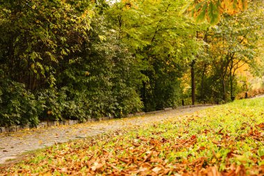 Sonbahar günü ağaçlı güzel bir park manzarası.