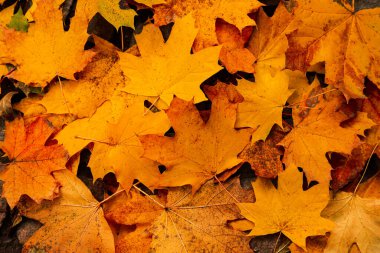 Arkaplanda kuru sonbahar yapraklarının üst görünümü