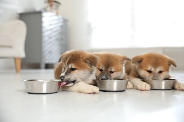 Sevimli Akita Inu yavruları içeride yemek kaselerinden yiyorlar.