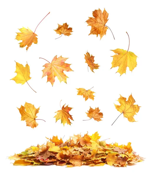 Hermosas Hojas Otoño Cayendo Sobre Fondo Blanco — Foto de Stock