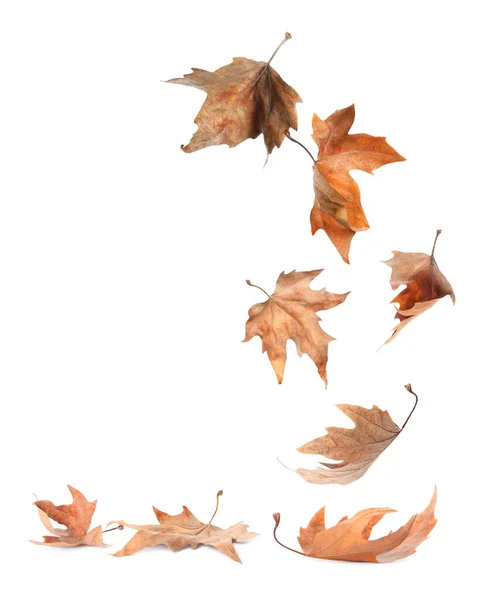 Schöne Herbstblätter Fallen Auf Weißem Hintergrund — Stockfoto