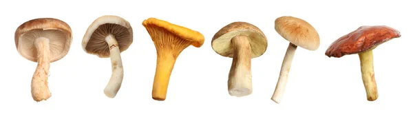 Set Van Verschillende Verse Champignons Witte Achtergrond Banner Ontwerp — Stockfoto