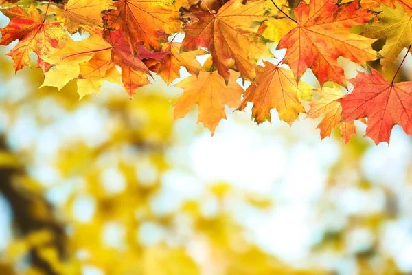 Hermosas Hojas Coloridas Otoño Sobre Fondo Borroso — Foto de Stock